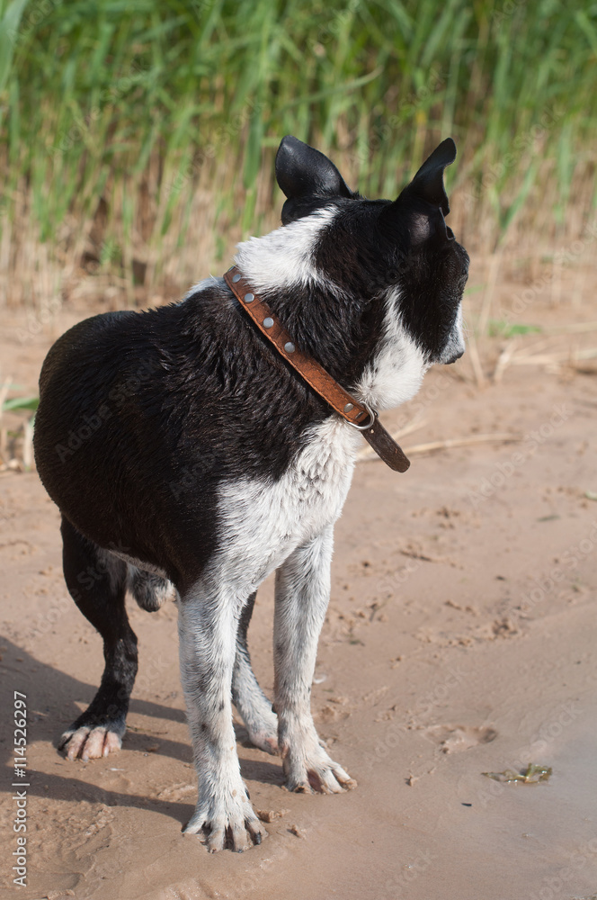 Boston Terrier dog on the beach