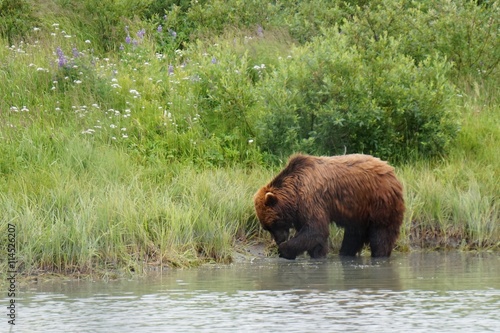 A brown bear in the water in Alaska