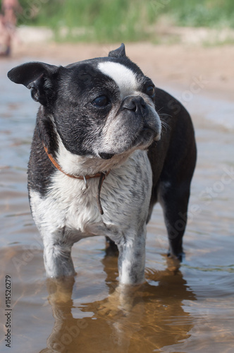Fototapeta Naklejka Na Ścianę i Meble -  Boston Terrier dog on the beach