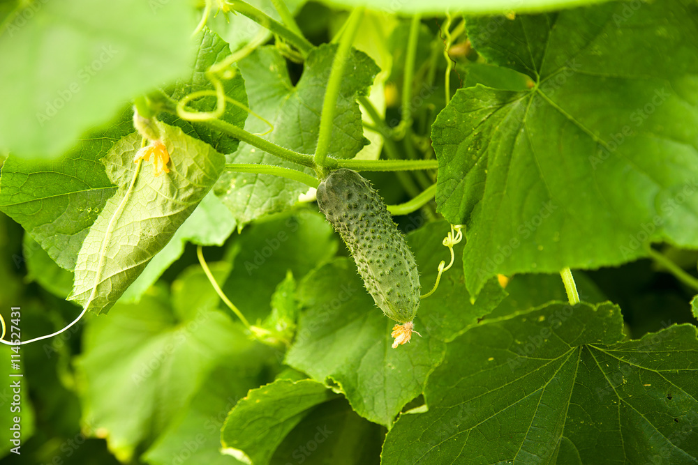 Fototapeta premium Cucumber growing in a greenhouse on a branch