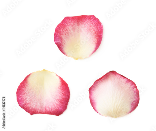 Single rose petal isolated