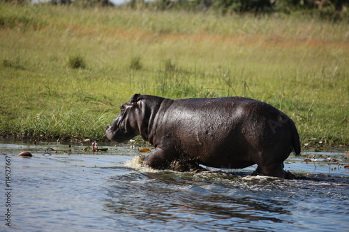 Wild Africa Botswana savannah African Hippo animal mammal