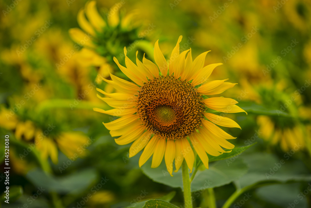 Abstract Sun flower in the field , Selective Focus Abstract Sun flower in the field , Selective Focus
