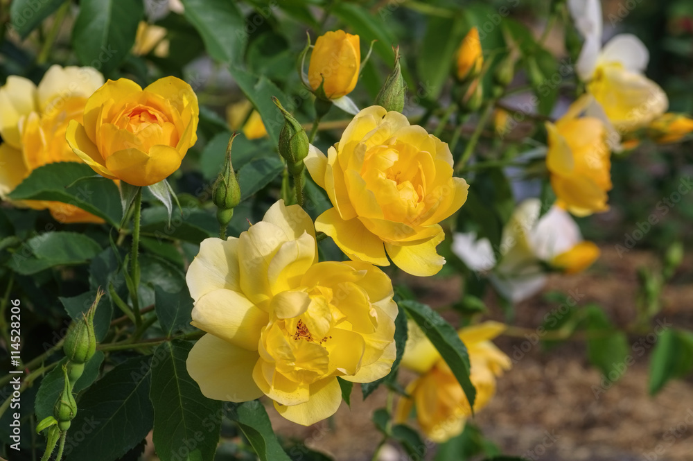 Rose Buttercup - yellow English Rose Buttercup Rose Buttercup - yellow English Rose Buttercup