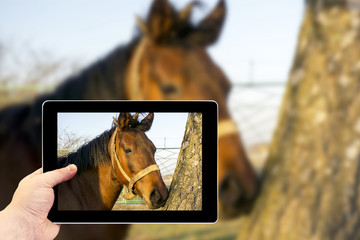 Tablet photography concept. Taking pictures on a tablet. A brown horse in the forest