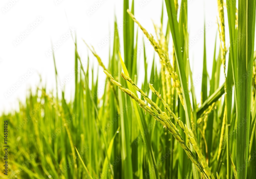 rice field rice field