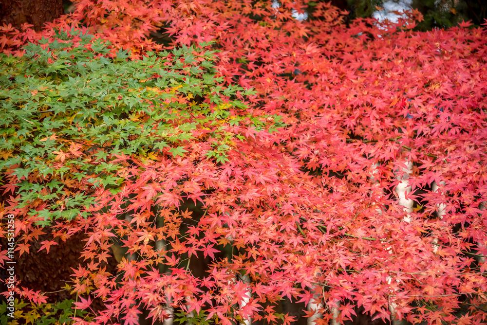 Maple tree in autumn