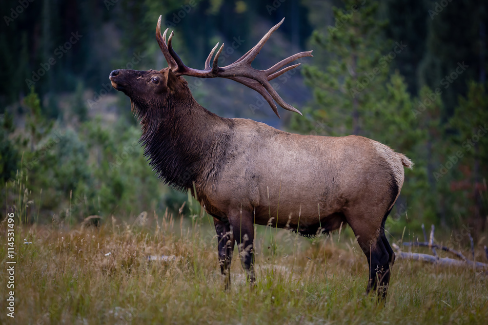 Φωτογραφία "Proud Elk"  Rocky Mountain National Park in Colorado is home to many amazing animals