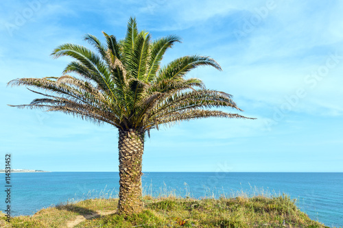 Fototapeta Naklejka Na Ścianę i Meble -  Palm tree on ocean shore.