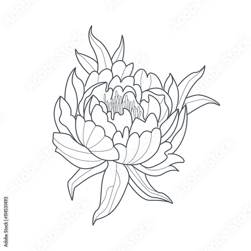Peony Flower Monochrome Drawing For Coloring Book