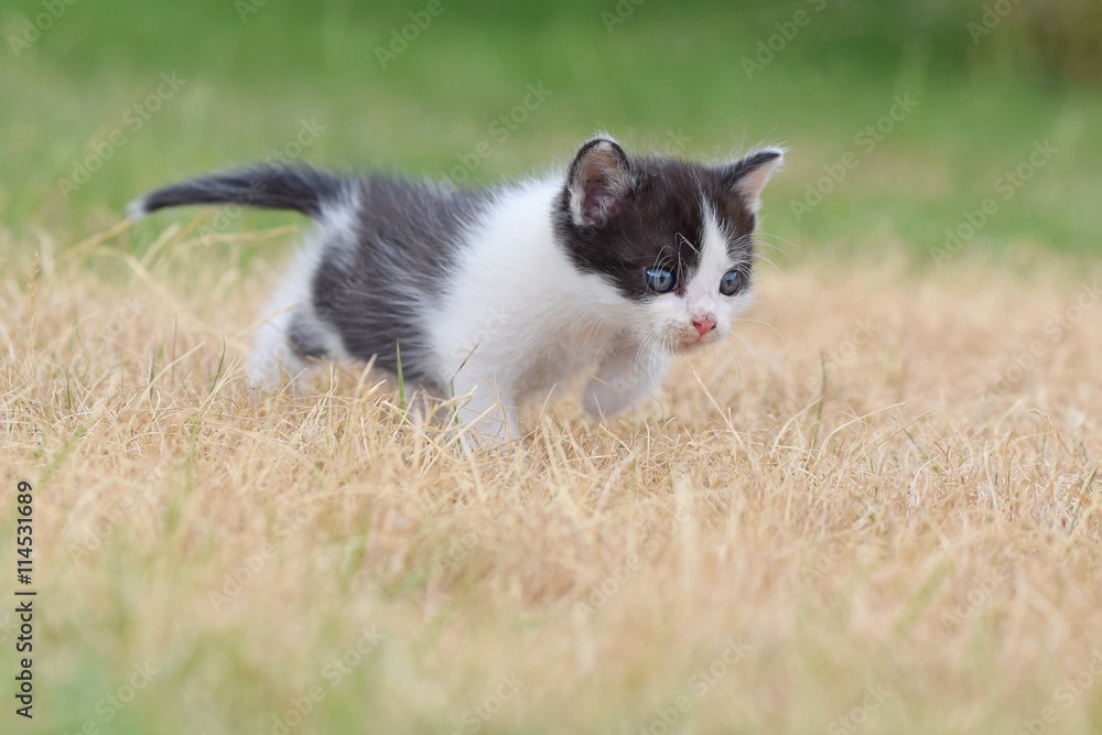 Beautiful small kitten with blue eyes.