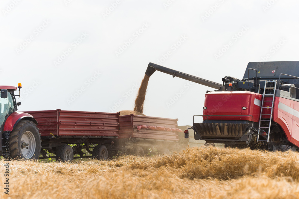Fototapeta premium Combine harvesting wheat