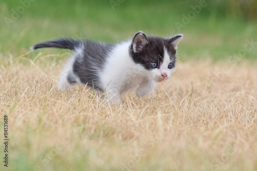 Beautiful small kitten with blue eyes. © montypeter