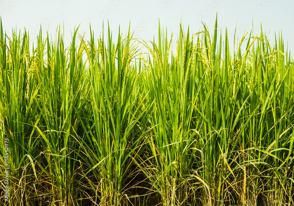 rice field rice field