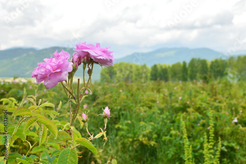 Close-up image of rose blossom in rose field - industrial rose farming for rose oil production, Kazanlak Valley, Bulgaria