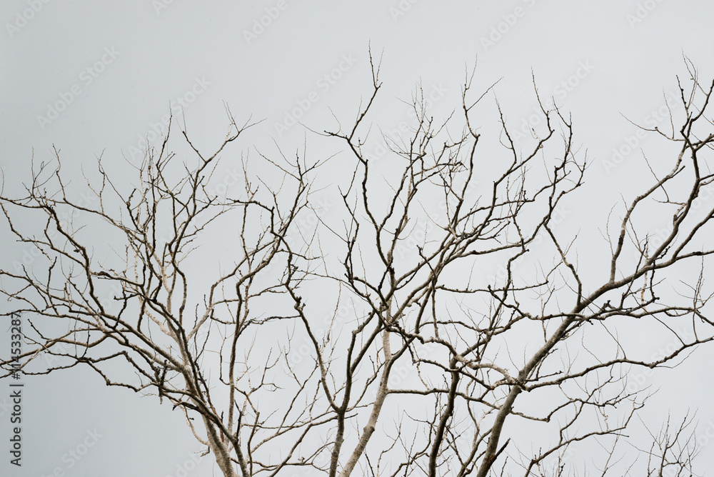 branches of dead trees in tropical forests are evening. branches of dead trees in tropical forests are evening.