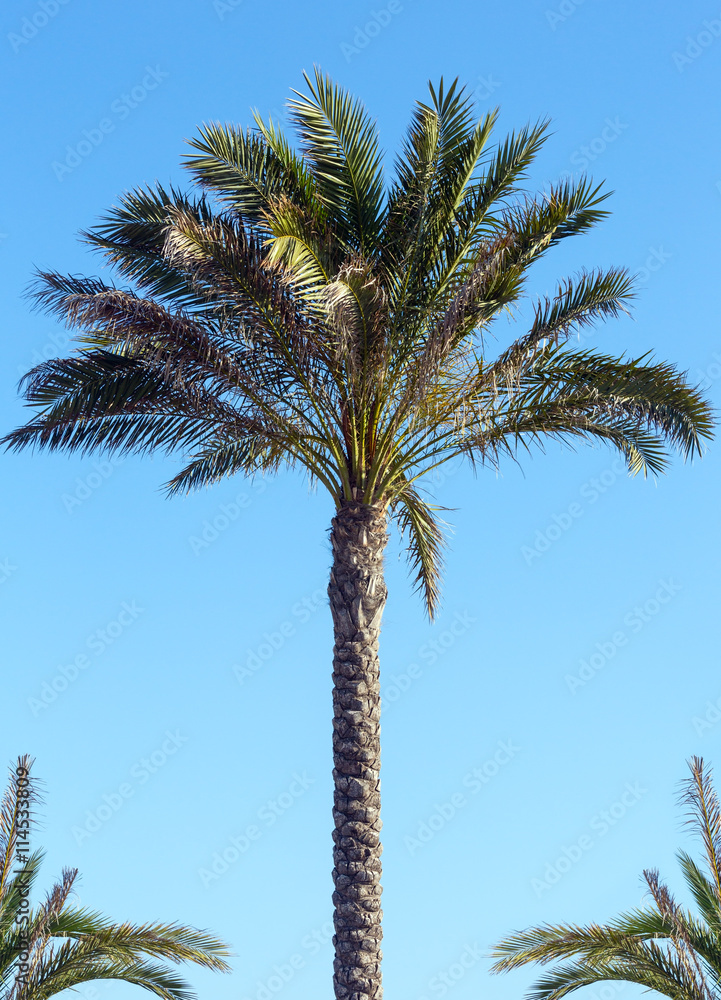 Obraz premium Palm tree on blue sky background.