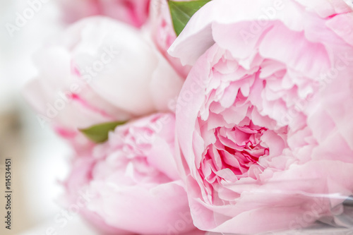 Closeup of pink peony flowers