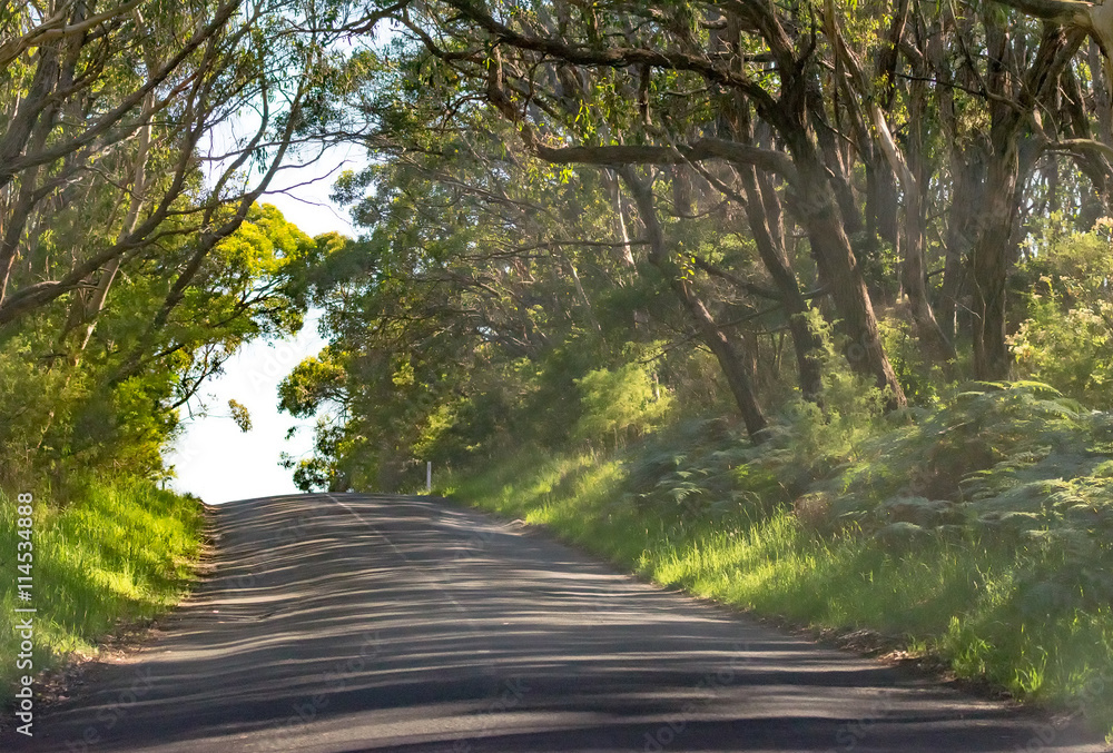 Fototapeta premium Road along the forest, Great Otway National Park - Australia