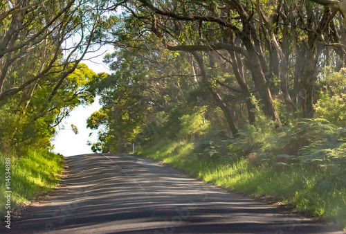 Road along the forest, Great Otway National Park - Australia © jovannig