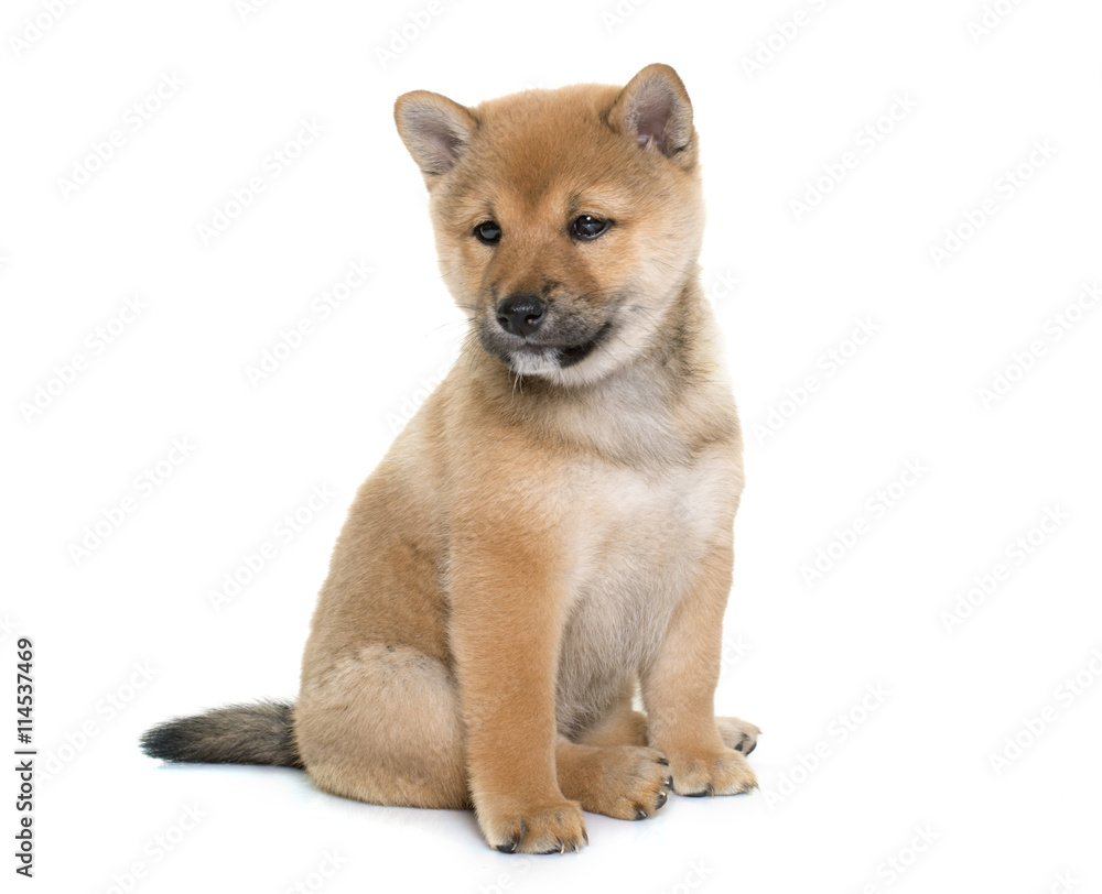 puppy shiba inu