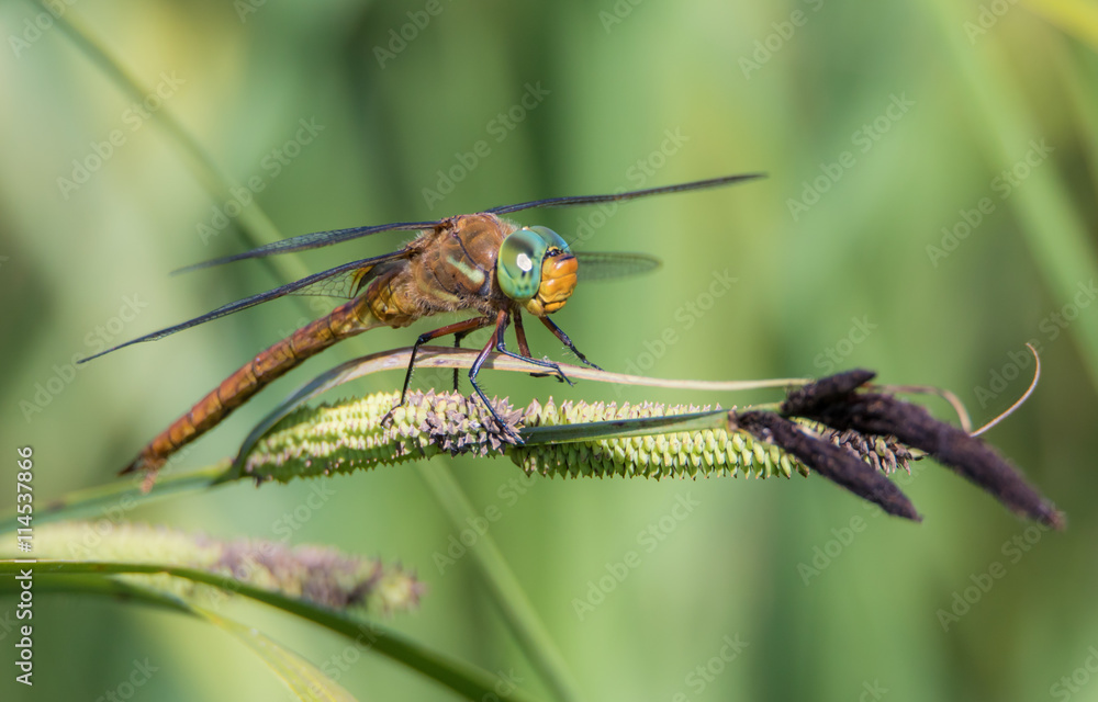 eine Keilflecklibelle sitzt am Ufer eines sumpfigen Sees eine Keilflecklibelle sitzt am Ufer eines sumpfigen Sees
