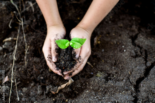 Seedling on hand