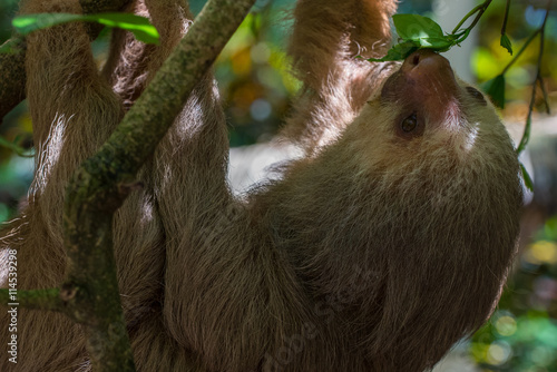 Sloth / Young Sloth hanging from  a branch in the Costa Rican rain forest © Ira Mark Rappaport