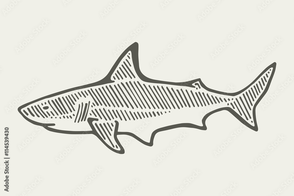 Obraz premium a large shark. drawing illustration