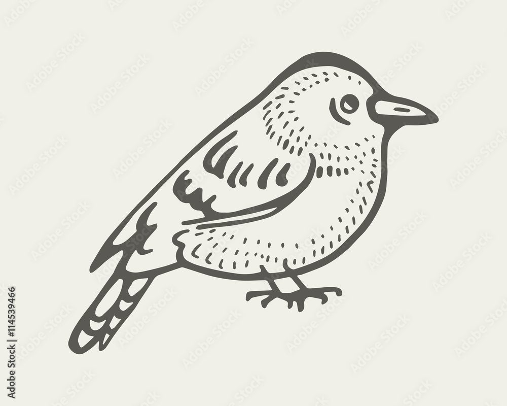 Fototapeta premium sitting bird