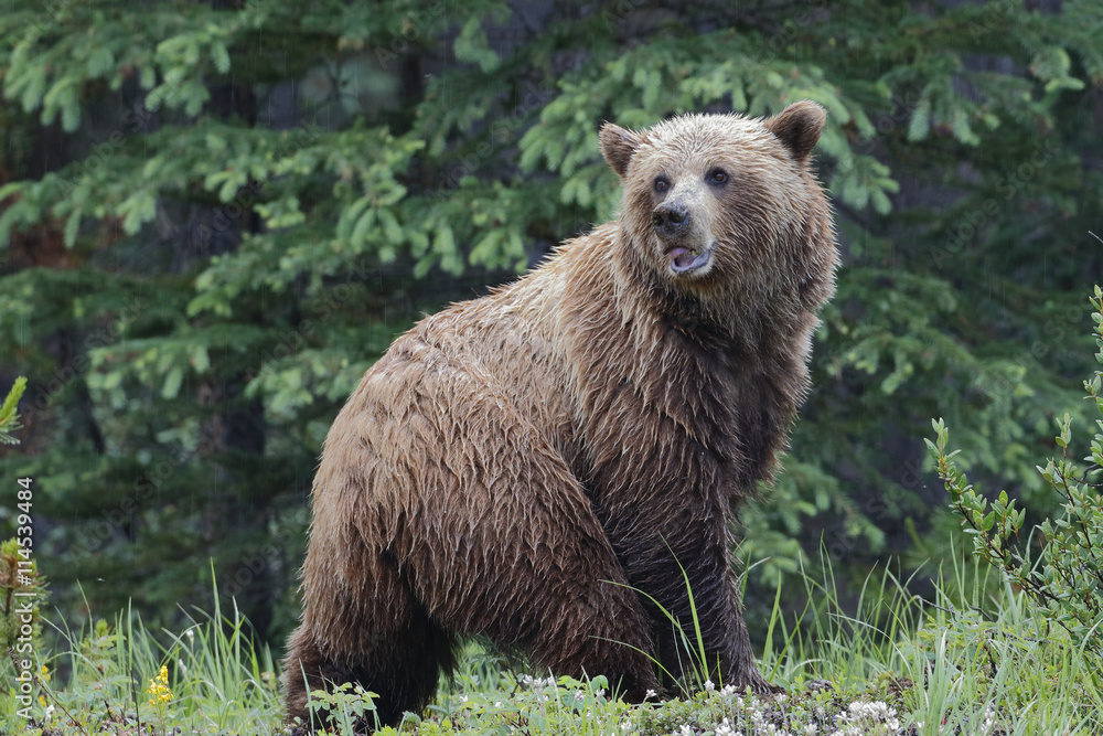 Grizzly Bear - Jasper National Park