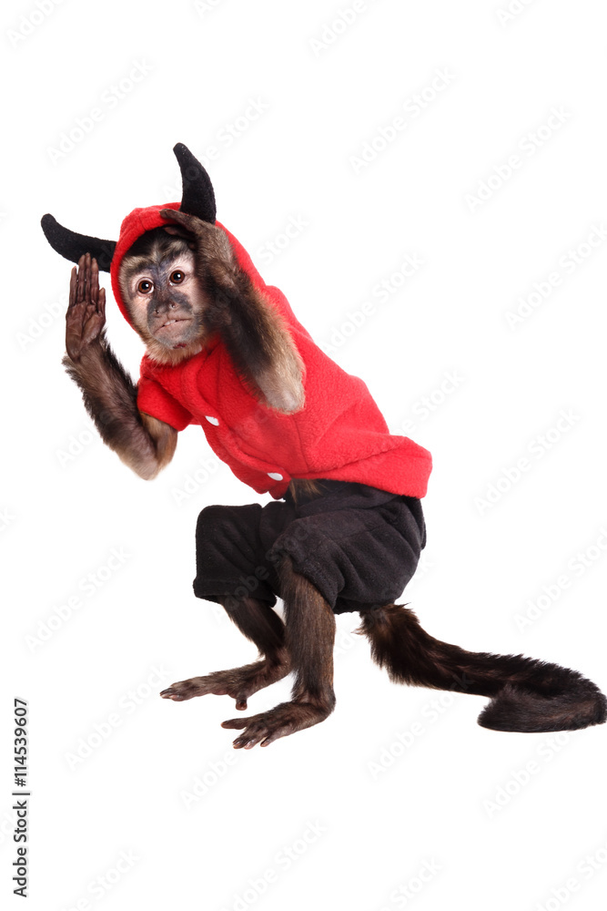 cute little monkey cute little monkey