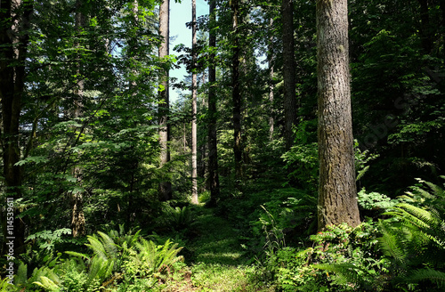 Beautiful forest trail in sunlight and shadow