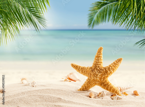 Tropical beach with various shells in sand