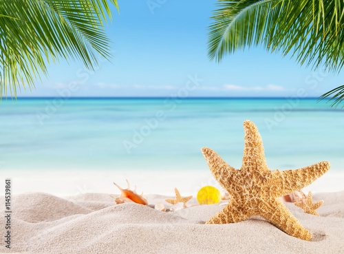 Tropical beach with various shells in sand
