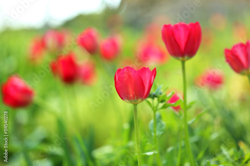 Red tulips in the garden, close up © 5second