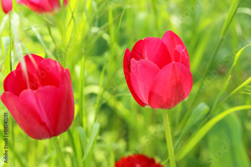 Fototapeta Naklejka Na Ścianę i Meble -  Red tulips in the garden, close up