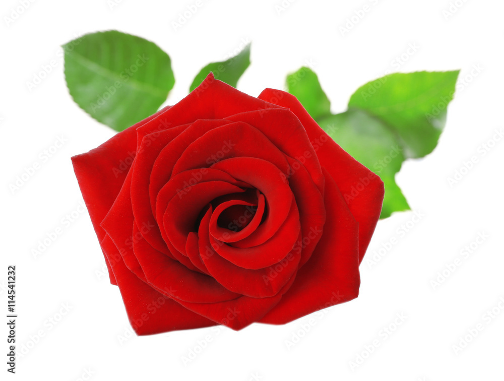 Fototapeta premium Red rose on white background