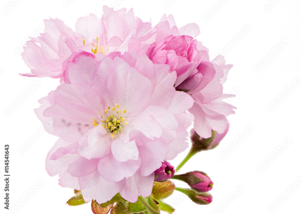 Isolated twig with pink cherry blossoms
