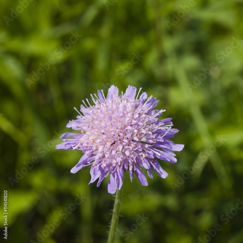 Flower of Field Scabious, Knautia Arvensis, with dark bokeh background macro, selective focus