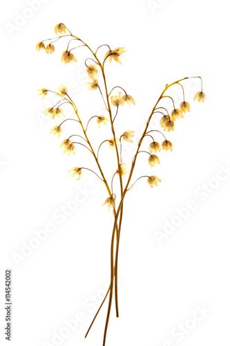 Beautiful dried blossoms isolated on white
