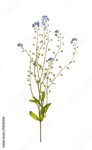 Beautiful dried blossoms isolated on white