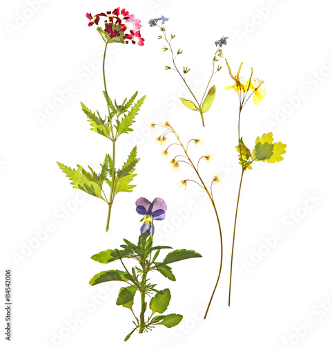 Beautiful dried flowers isolated on white