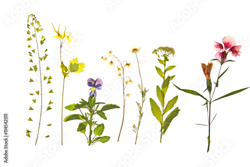 Beautiful dried flowers isolated on white