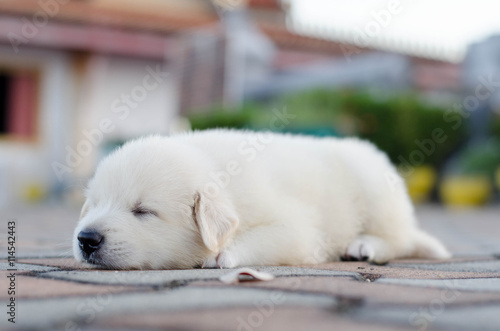 dog sleep - puppy outdoors