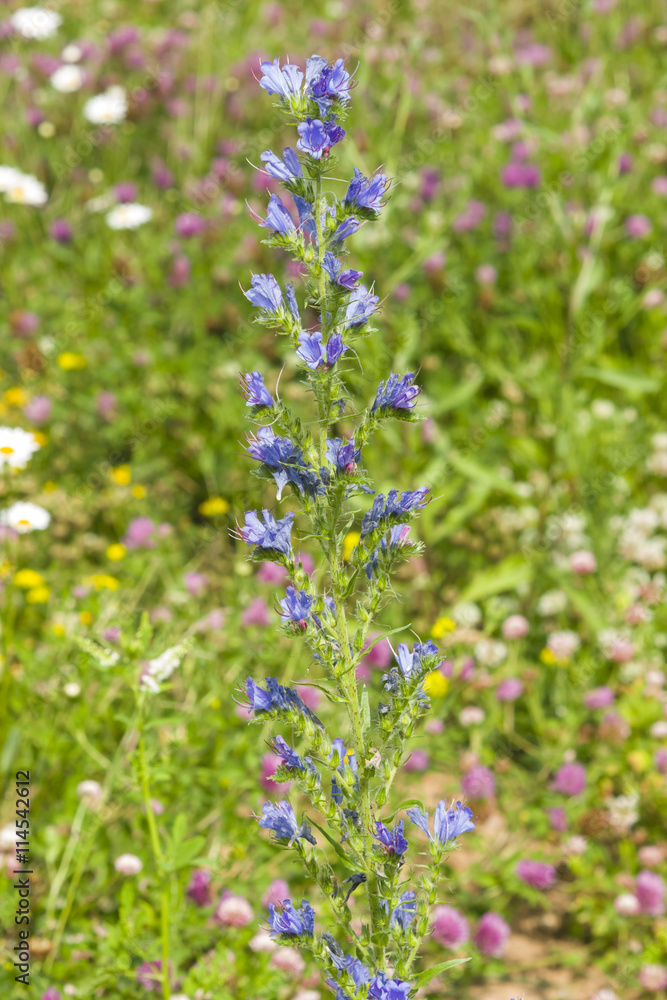 Viper's bugloss or blueweed, Echium vulgare, bloom in wild, close-up, selective focus, shallow DOF Viper's bugloss or blueweed, Echium vulgare, bloom in wild, close-up, selective focus, shallow DOF