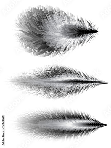 Set of feathers. Vector