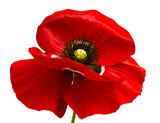 poppy. red poppy isolated on white background.red poppy. beautif