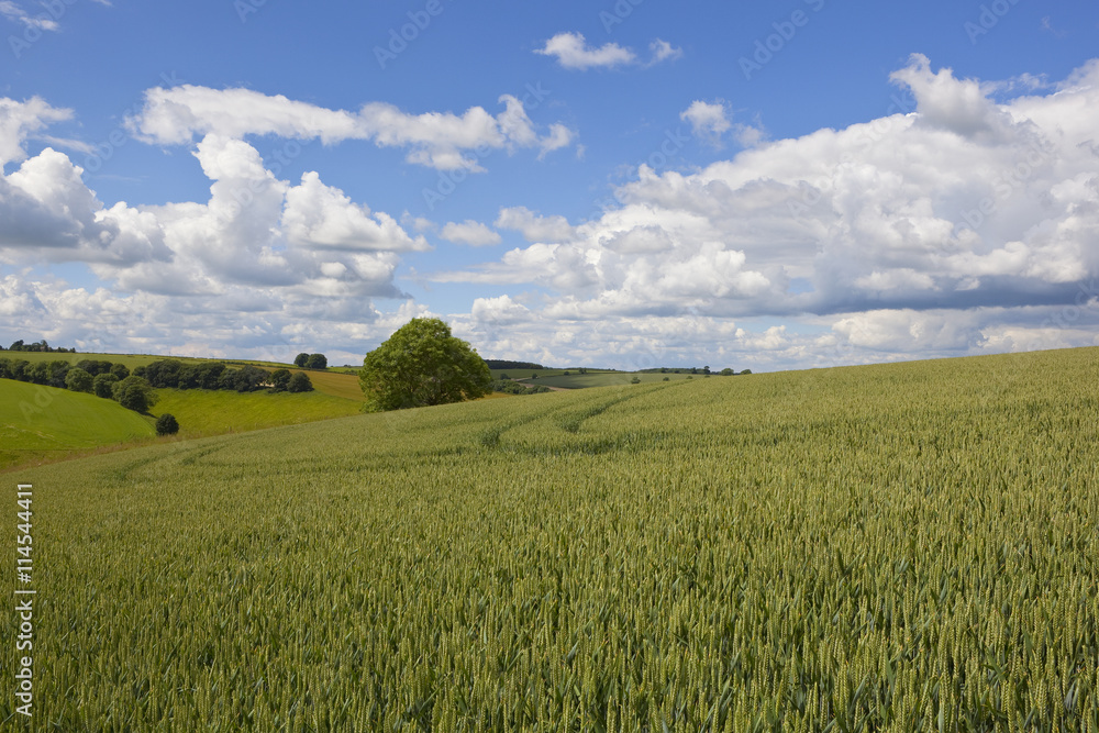 Fototapeta premium yorkshire wolds wheat field