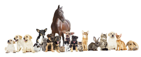 group of pets